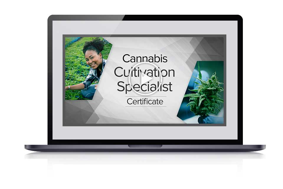 Cannabis Cultivation webinar